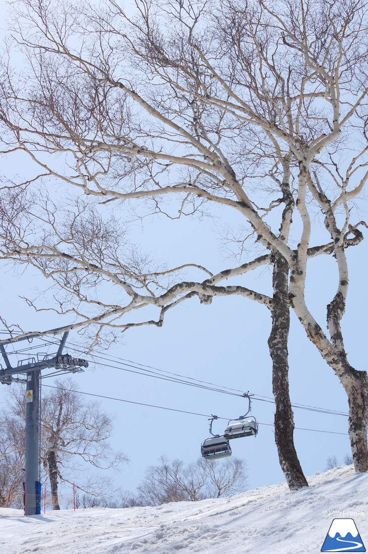 サッポロテイネ 現在積雪 215cm。山麓まで思いっきり滑れます！